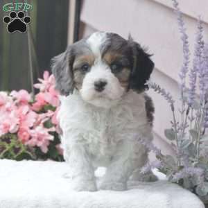 Sonny, Cavapoo Puppy